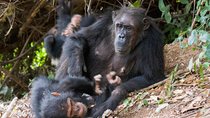 3 Day Chimpanzee Trekking in Gombe Stream National Park