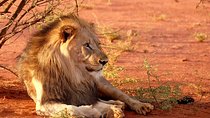 All Inclusive Big 5 Safari Game Drive from Cape Town