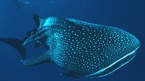 Private Tour Whale Shark Swim Adventure in Cancun
