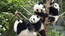 Private Full Day Chengdu Panda Base and Jinsha Site Museum Tour