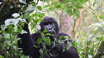 3-Day Gorilla Trekking safari in Bwindi Impenetrable Forest