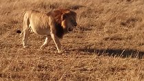 7 Days Safari to Aberdare N/P, lake Nakuru N/P, Maasai Mara N/R, Amboseli N/P