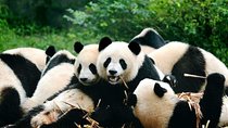 Flexible Private Chengdu Layover Tour