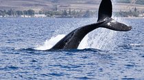 Private tour Fee to see whales and dolphins
