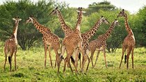 5-Day Lodge Safari Tanzania Tour