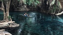 Kikuletwa Hotspring Day Tour