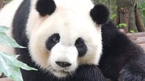 Chengdu Panda Base Day Trip from Beijing by Air plus Martial Marquis Temple
