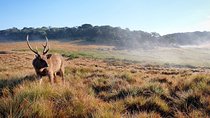 Horton Plains National Park Trekking