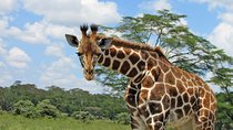 Lake Nakuru Day Trip Safari – & Optional Lake Naivasha Boat