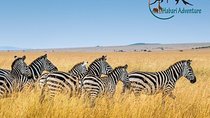 7 Days Safari. Serengeti, Tarangire, Lake Manyara & Ngorongoro Crater.