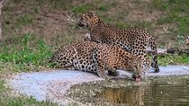 Guided Half Day Jaipur Tour With Jhalana Leopard Safari 