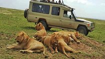 Safari 10 Days, 9 Nights - Lake Nakuru, Maasai Mara, Naivasha, Amboseli & Tsavo