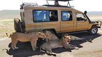 8 Days, 7 Nights Safari – Lake Nakuru, Maasai Mara, Naivasha and Amboseli Park