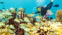 Half-Day Scuba Diving in Playa del Carmen for Small-Group