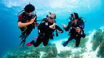 Two reef discovery dives with professional instructor (no experience necessary) 