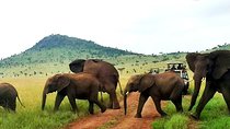 12-Days Best of Kenya Wildlife Jeep Safari - High End