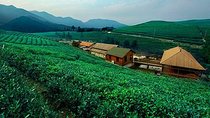 Half-Day Hangzhou Tianzhu Buddhist Mountain Hiking Tour with Green Tea Village 