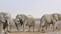Etosha NP & Swakopmund Safari 4 Days/ 3 Nights 