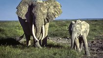  6 Days /5 Nights Adventure in Masai Mara,Lake Nakuru, Amboseli