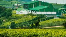 Darjeeling Tea Garden Tour 