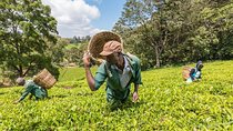 Kiambethu Tea Farm Tour From Nairobi with Lunch