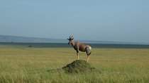 7 Days Safari to Maasai Mara , Serengeti and Ngorongoro Conservancy in Tanzania.