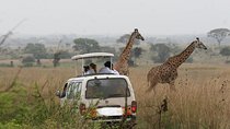 Nairobi Airport Layover to Nairobi National Park