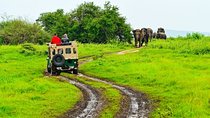 Tour to Dambulla Cave & Minneriya Safari Game Drive from Kandy