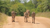 Big 5 Safari and Route 62 from Cape Town 3 Days/2Nights ( Comfort Plus)