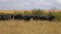 9 Days Safari to Amboseli , Lake Manyara, Ngorongoro, Serengeti and Maasai Mara