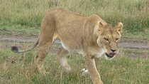 6 Days safari to Amboseli N/P Aberdare N/P, Lake Nakuru N/P and Maasai Mara N/R.