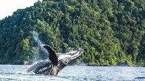Whale Watching in the Colombian Pacific Coast (Jul 15 - Oct 15)