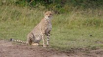 7 Days Group Tour to Maasai Mara, Nakuru, Naivasha & Amboseli national Parks