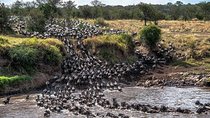 Serengeti Wildebeest Migration.
