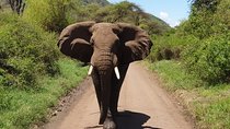 Day Trip to Manyara National Park From Arusha / Kilimanjaro