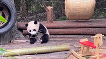 Dujiangyan Panda Center and Dujiangyan Irrigation System One Day Tour