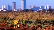 Half day game drive in Nairobi National Park 