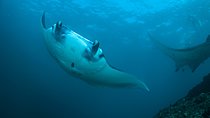Snorkelling with Manta Rays at Nusa Penida and Lembongan