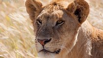 4 Days Private for 4 Pax Ngorongoro & Serengeti