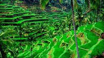 Bali Day Tour- Ubud and Kintamani Volcano View (All Inclusive)