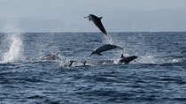 Muscat Dolphin Watching and Snorkeling