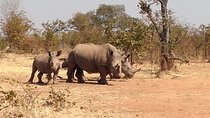 Game Drive and Rhino Walk Tour in Livingstone