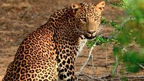 Wild-Life Tour Of Sri Lanka - 10 Days