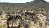 Visit African Big 5 Safari Aquila Game Reserve from Cape Town - full Day