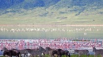 Ngorongoro Crater Day Trip