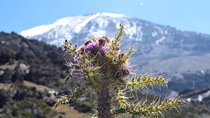 Kilimanjaro Day Trip -Marangu Route