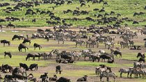 7-Day Private Migration Safari in Tanzania