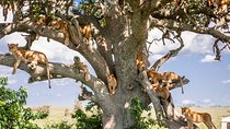 6-Day Serengeti Migration: Private Safari with Mid-range Luxury