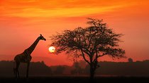 4-Day Basic Safari with Serengeti, Ngorongoro, & Tarangire 