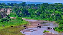 Day Trip Safari to Tarangire National Park